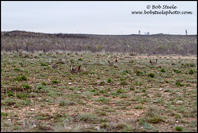 Lesser Prairie-Chicken (Tympanuchus pallidicinctus)