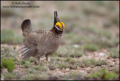 Lesser Prairie-Chicken (Tympanuchus pallidicinctus)