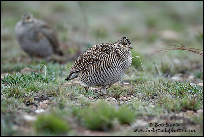 Lesser Prairie-Chicken (Tympanuchus pallidicinctus)