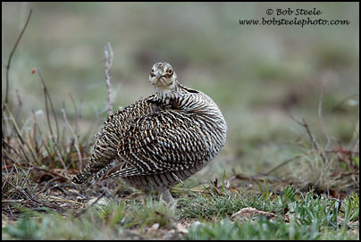 Lesser Prairie-Chicken (Tympanuchus pallidicinctus)