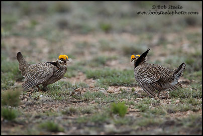 Lesser Prairie-Chicken (Tympanuchus pallidicinctus)