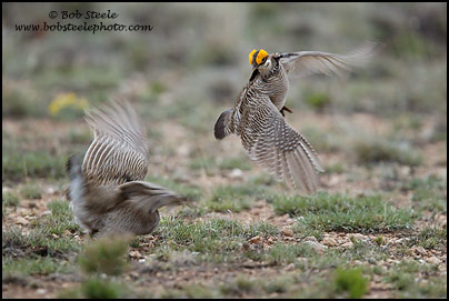 Lesser Prairie-Chicken (Tympanuchus pallidicinctus)