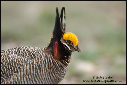 Lesser Prairie-Chicken (Tympanuchus pallidicinctus)