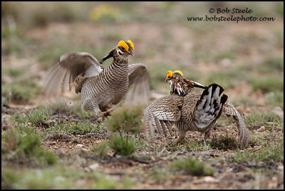 Lesser Prairie-Chicken (Tympanuchus pallidicinctus)