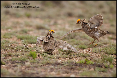 Lesser Prairie-Chicken (Tympanuchus pallidicinctus)