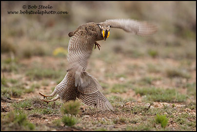 Lesser Prairie-Chicken (Tympanuchus pallidicinctus)