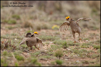 Lesser Prairie-Chicken (Tympanuchus pallidicinctus)