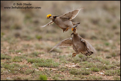 Lesser Prairie-Chicken (Tympanuchus pallidicinctus)