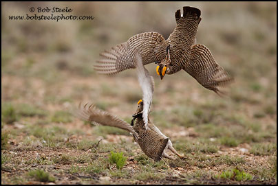 Lesser Prairie-Chicken (Tympanuchus pallidicinctus)