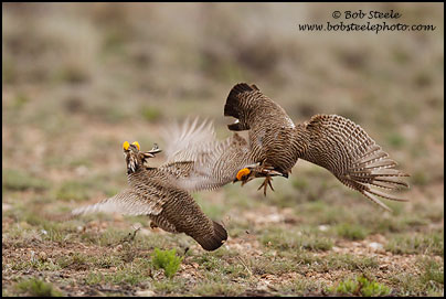 Lesser Prairie-Chicken (Tympanuchus pallidicinctus)