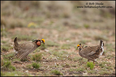 Lesser Prairie-Chicken (Tympanuchus pallidicinctus)