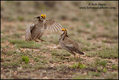 Lesser Prairie-Chicken (Tympanuchus pallidicinctus)