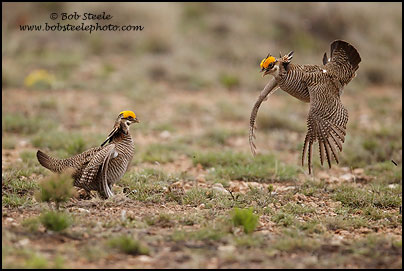 Lesser Prairie-Chicken (Tympanuchus pallidicinctus)