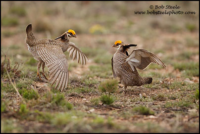 Lesser Prairie-Chicken (Tympanuchus pallidicinctus)