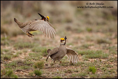 Lesser Prairie-Chicken (Tympanuchus pallidicinctus)