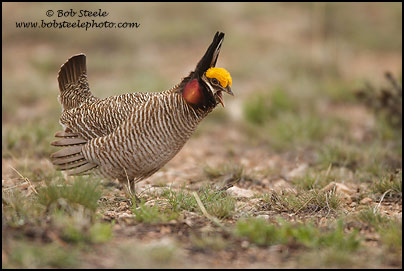 Lesser Prairie-Chicken (Tympanuchus pallidicinctus)