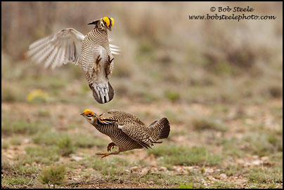 Lesser Prairie-Chicken (Tympanuchus pallidicinctus)