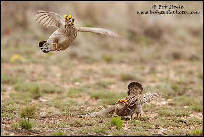 Lesser Prairie-Chicken (Tympanuchus pallidicinctus)