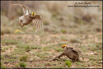 Lesser Prairie-Chicken (Tympanuchus pallidicinctus)