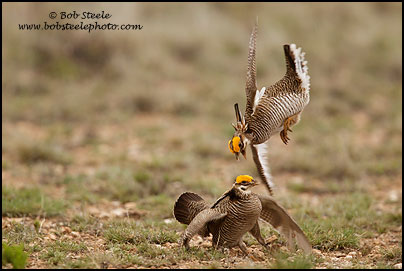 Lesser Prairie-Chicken (Tympanuchus pallidicinctus)