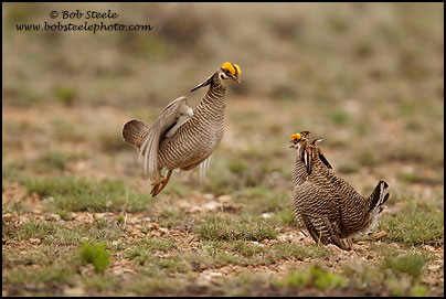 Lesser Prairie-Chicken (Tympanuchus pallidicinctus)