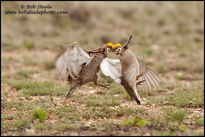 Lesser Prairie-Chicken (Tympanuchus pallidicinctus)