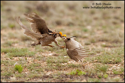 Lesser Prairie-Chicken (Tympanuchus pallidicinctus)