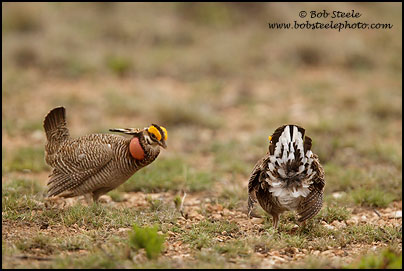 Lesser Prairie-Chicken (Tympanuchus pallidicinctus)