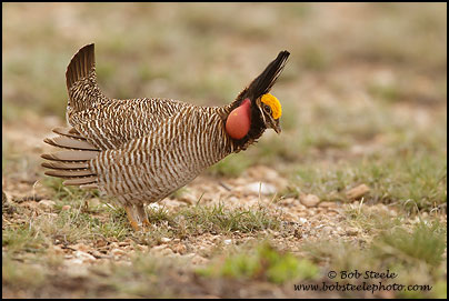 Lesser Prairie-Chicken (Tympanuchus pallidicinctus)