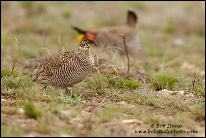 Lesser Prairie-Chicken (Tympanuchus pallidicinctus)