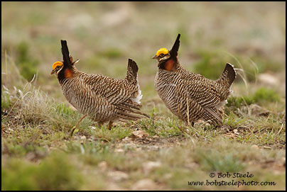 Lesser Prairie-Chicken (Tympanuchus pallidicinctus)