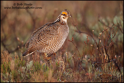 Lesser Prairie-Chicken (Tympanuchus pallidicinctus)