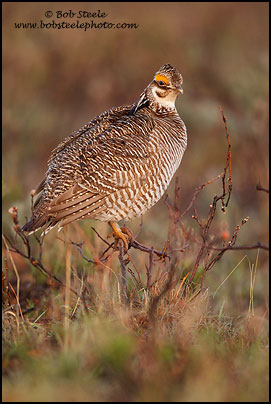 Lesser Prairie-Chicken (Tympanuchus pallidicinctus)