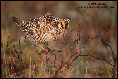 Lesser Prairie-Chicken (Tympanuchus pallidicinctus)