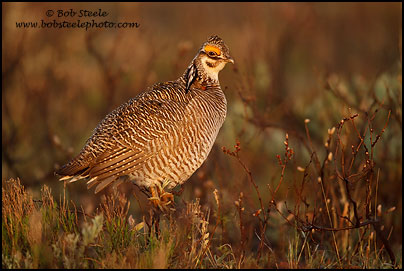 Lesser Prairie-Chicken (Tympanuchus pallidicinctus)