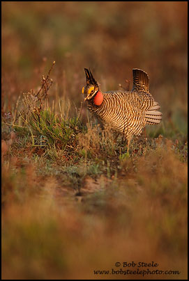 Lesser Prairie-Chicken (Tympanuchus pallidicinctus)