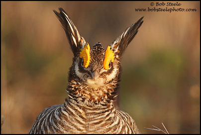 Lesser Prairie-Chicken (Tympanuchus pallidicinctus)