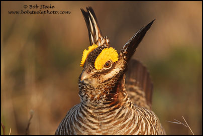 Lesser Prairie-Chicken (Tympanuchus pallidicinctus)