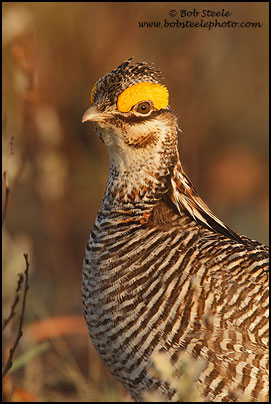 Lesser Prairie-Chicken (Tympanuchus pallidicinctus)