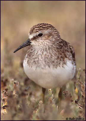 Least Sandpiper