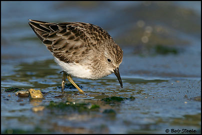 Least Sandpiper (Calidris minutilla)