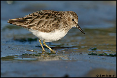 Least Sandpiper (Calidris minutilla)