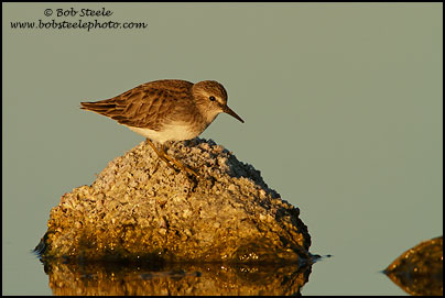 Least Sandpiper (Calidris minutilla)