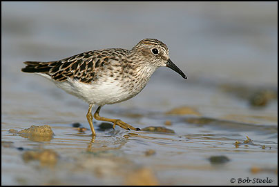 Least Sandpiper (Calidris minutilla)