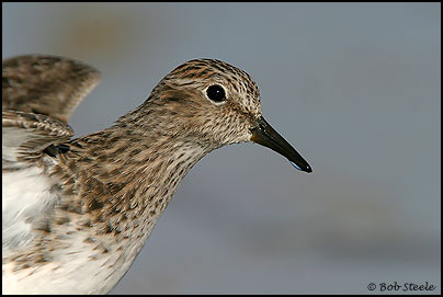 Least Sandpiper (Calidris minutilla)
