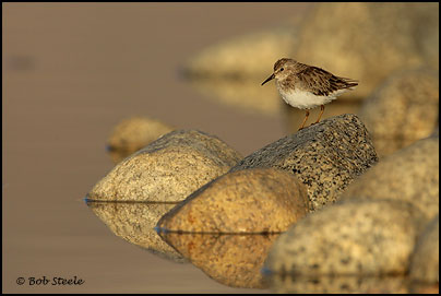 Least Sandpiper (Calidris minutilla)