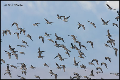 Least Sandpiper (Calidris minutilla)
