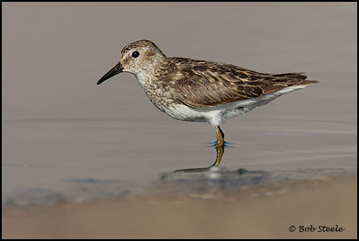 Least Sandpiper (Calidris minutilla)