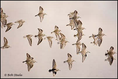 Least Sandpiper (Calidris minutilla)