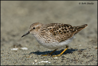 Least Sandpiper (Calidris minutilla)